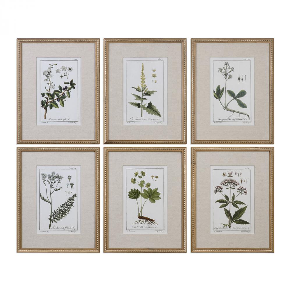 Green Floral Botanical Study Prints S/6